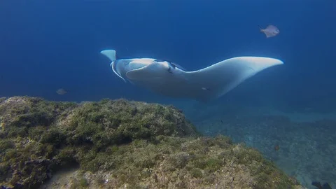 Manta Ray Close Up. Graceful Large Ray At Cleaning Station In Blue Sea Water Stock Footage 116759439