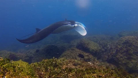 Manta Ray Close Up. Graceful Large Ray Feeding At Cleaning Station Sea Current Stock Footage 116760538