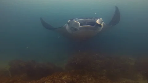 Manta Ray Close Up At Night. Large Ray (Alfredi) Or Reef Manta Ray Filter Feeder Stock Footage 116737640