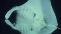 A Manta Ray close up wide angle SD Footage