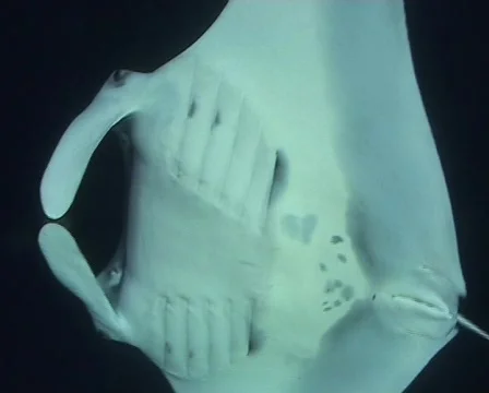 A Manta Ray close up wide angle Stock Footage 574055