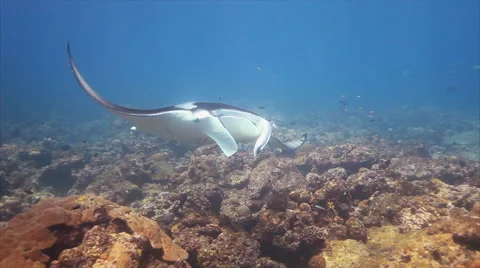 Manta Ray in Deep Blue Sea Vidéo 59303464