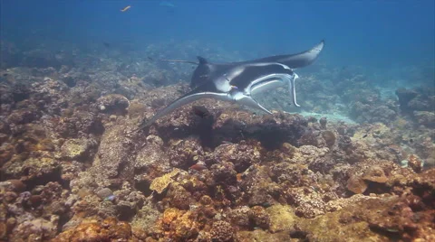 Manta Ray in Deep Blue Sea 스톡 동영상 59304011