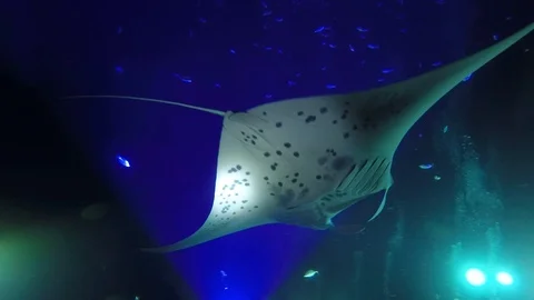 Manta Ray Dive at Night Stock Footage 114255429