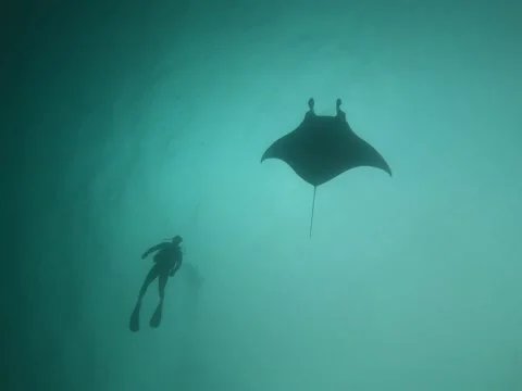 Manta Ray Diver Stock Footage 307455276