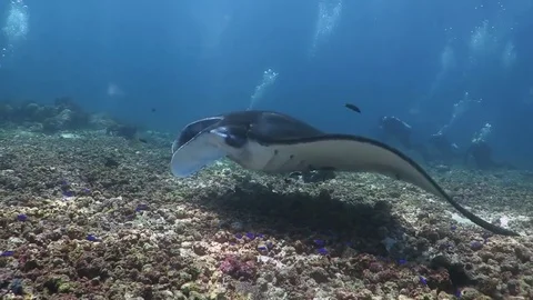 Manta Ray &amp; Divers Stock Footage 74780958