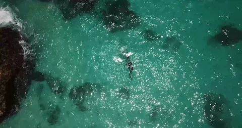 Manta Ray does Backflip Drone Shot Stock Footage 106788005