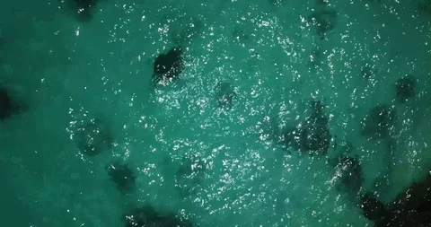 Manta Ray Doing a Flip in Turquoise Water Drone Shot Stock Footage 106788051