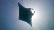 Manta Ray Eclipses Sun 4K Stock Footage