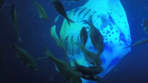 Manta Ray feeding and doing a barrel roll at night off the coast of Hawaii Stock-Footage 152910925