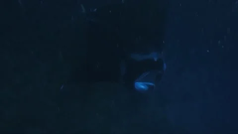 Manta Ray feeding and doing multiple barrel rolls Stock Footage 152911294