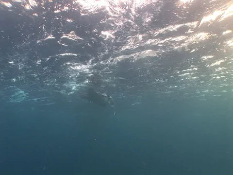 Manta Ray Feeding Stock Footage 98478041