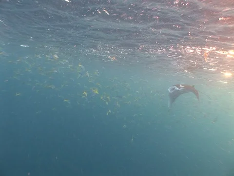 Manta Ray Feeding Stock Footage 98478093