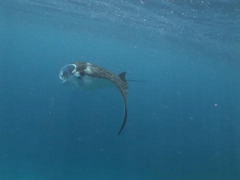 Manta Ray Feeding Stock Footage 98478185