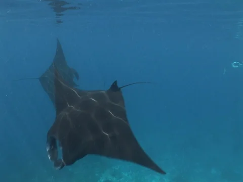 Manta Ray Feeding Stock Footage 98478359