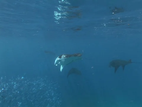 Manta Ray Feeding Stock Footage 98478365
