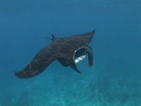Manta Ray Feeding Stock Footage 98478394