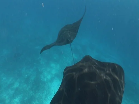 Manta Ray Feeding Stock Footage 98478413