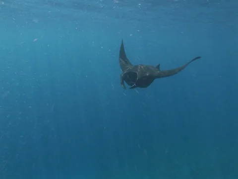 Manta Ray Feeding Stock Footage 98478442