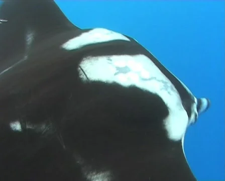 Manta ray feeding on the surface Stock Footage 572685