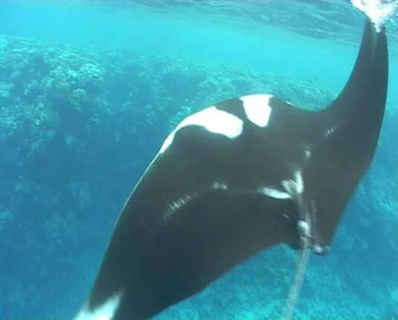 Manta ray feeding at the surface - underwater view Stock Footage 572704