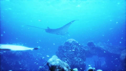 Manta ray filter feeding above a coral r... Biology Diagrams