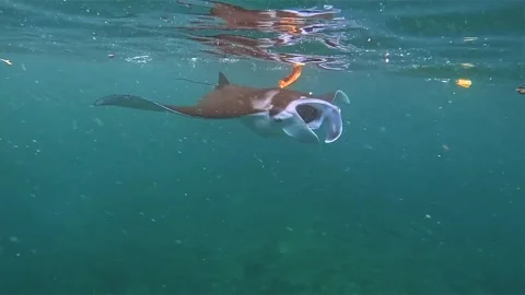 Manta Ray filter feeding on plankton Stock Footage 331151471
