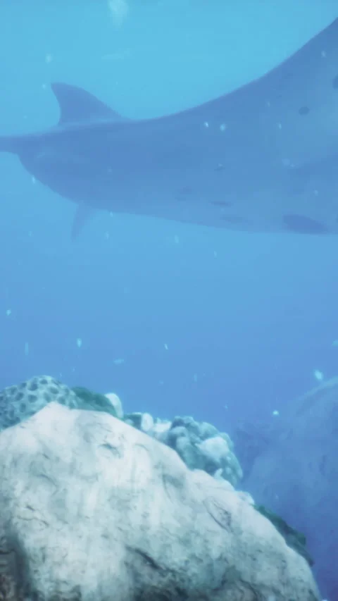Manta ray flies over a breathtaking underwater world of coral and marine life Vídeos de archivo 306201853