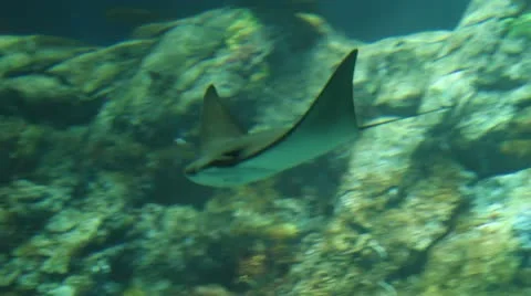 Manta ray flight Video stock 12745100