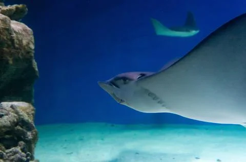 Manta ray float in blue water. Foto stock