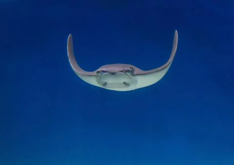 Manta ray float in blue water Foto stock