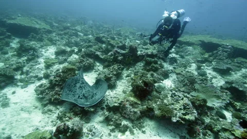 Manta Ray floating on a background of blue water in search of plankton. Stockbeeldmateriaal 155151132