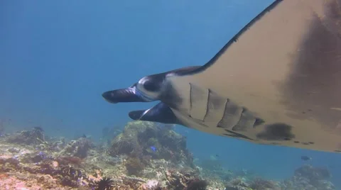 Manta ray fly-by Stock Footage 41781079