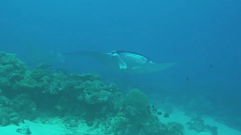 Manta Ray fly by Stock Footage 148326539