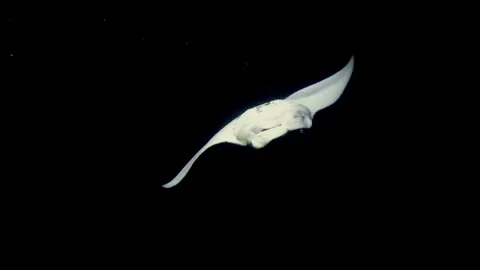 Manta ray flying at night 스톡 동영상 148407440