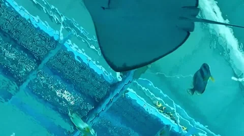 Manta ray flying over head Stock Footage 49799790