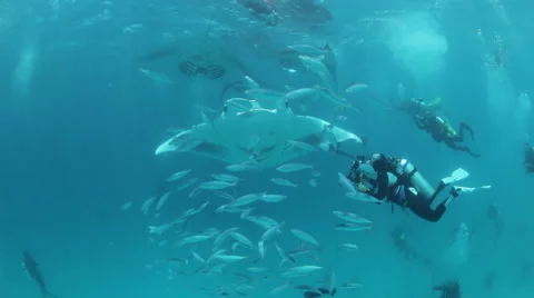 Manta Ray flying through fish Video stock 48011223