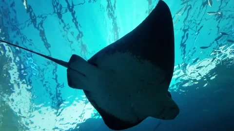 Manta ray Flyover Видео 333341149