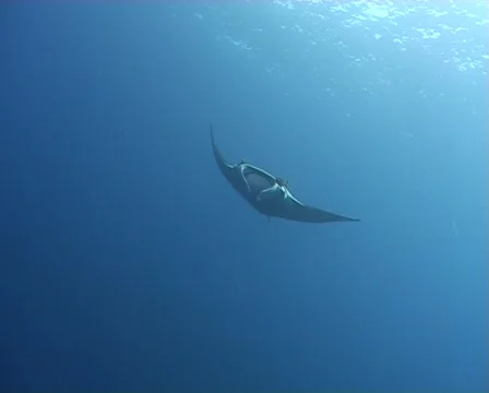 Manta Ray Stock Footage 458192