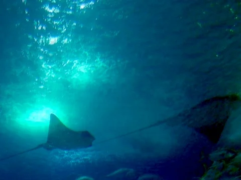 Manta Ray Stock Footage 490376