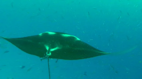 Manta Ray Stock Footage 697013