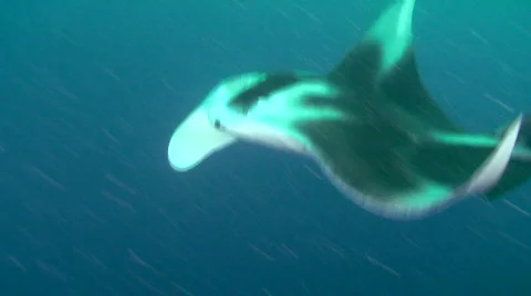 Manta Ray 動画素材 697022