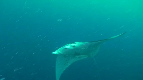 Manta Ray Stock Footage 697044