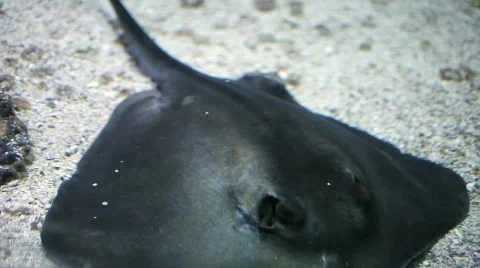 Manta ray Stock Footage 789046