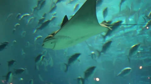 Manta ray Stock Footage 12744818