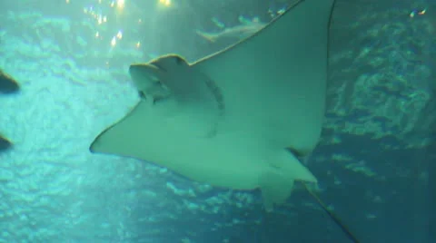 Manta ray Video stock 12745108