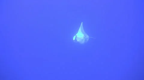 Manta ray Stock Footage 40301219