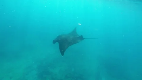 Manta Ray Stock Footage 81314506