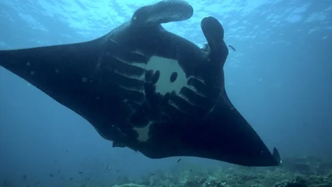 Manta Ray Stock Footage 86477847