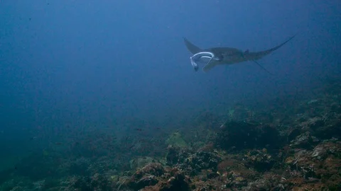 Manta Ray Stock Footage 86500204